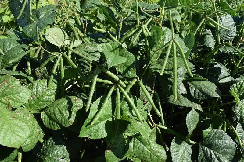 Moong Bean Seeds – Research-Grade, Fast-Germinating Variety 1