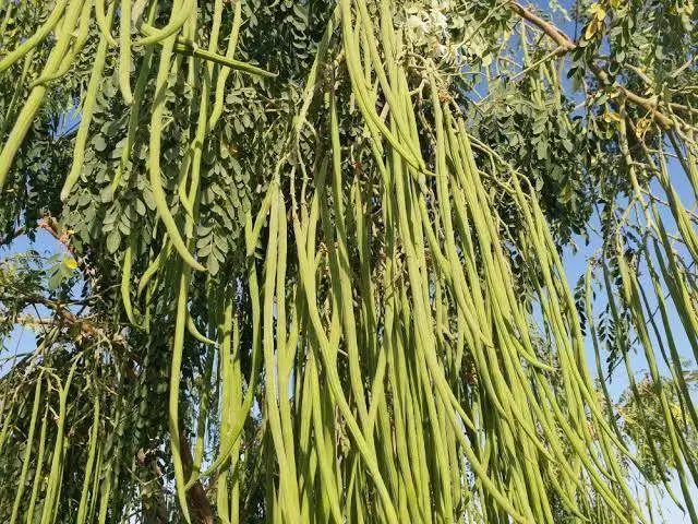 Moringa Drumstick Seeds – Pkm-1, Pkm-2, Wingless & Odc-3 Varieties (Farmers Stop) 1