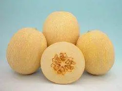 Mridula Hybrid Muskmelon Seeds – Rich Flavor Profile, Known You 1