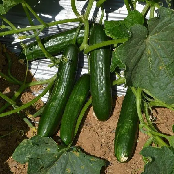 Multi-Fruit Seedless Cucumber F1 Hybrid Seeds 1
