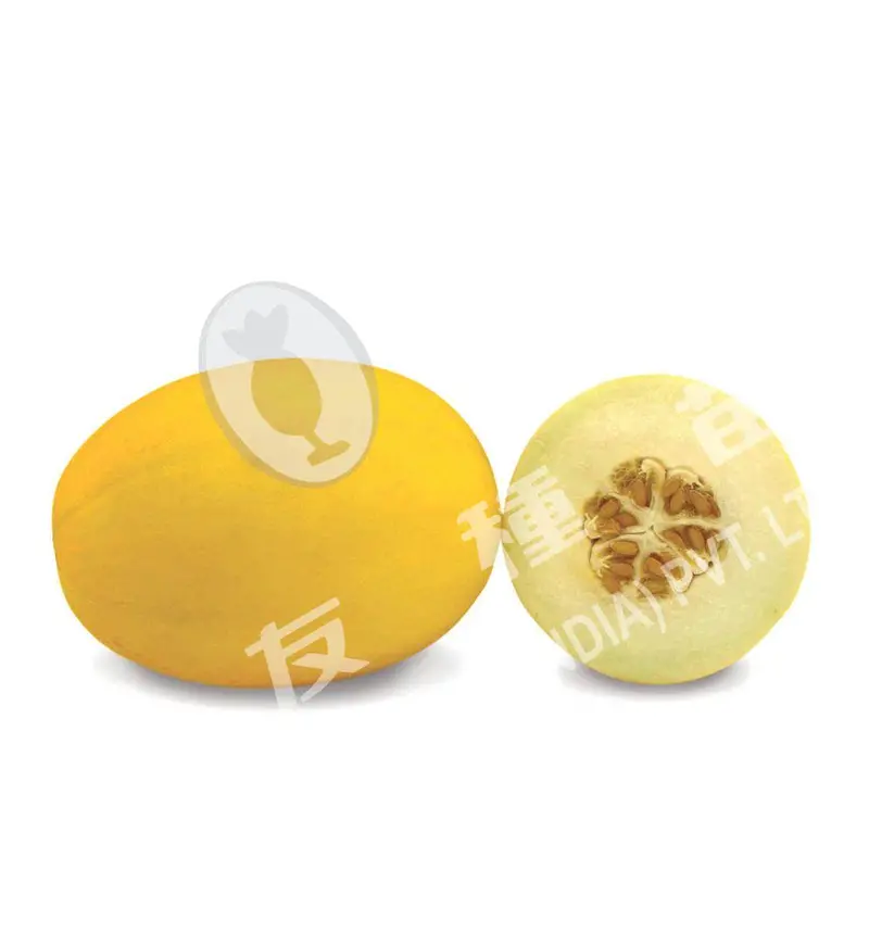 Muskmelon Sun-2 Hybrid Seeds By Known You 1