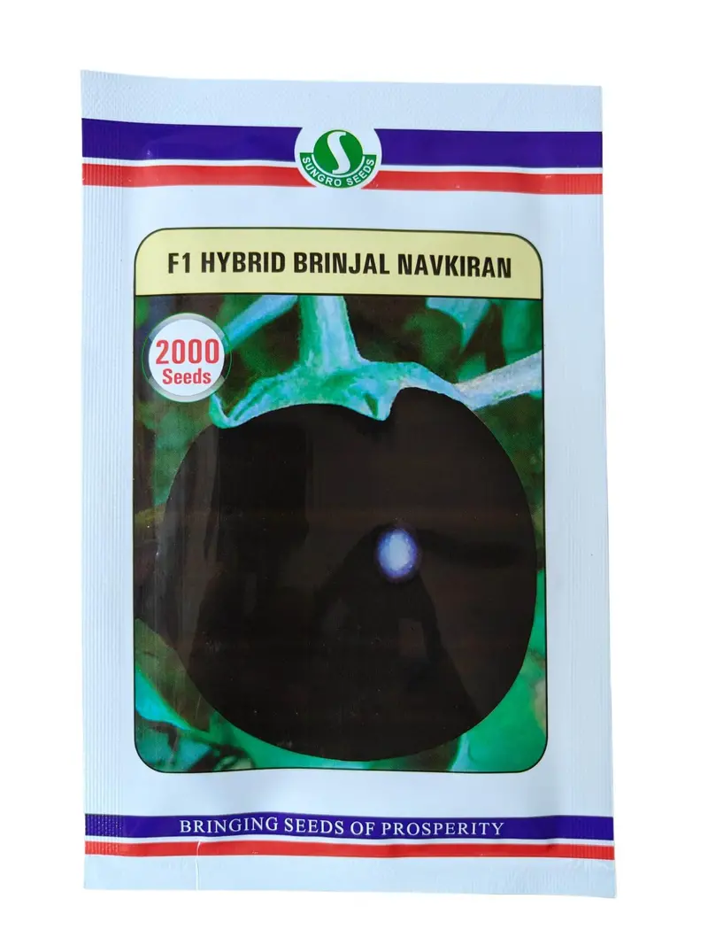 Navkiran F1 Brinjal Seeds – Sungrow Compact Fruit Hybrid 1