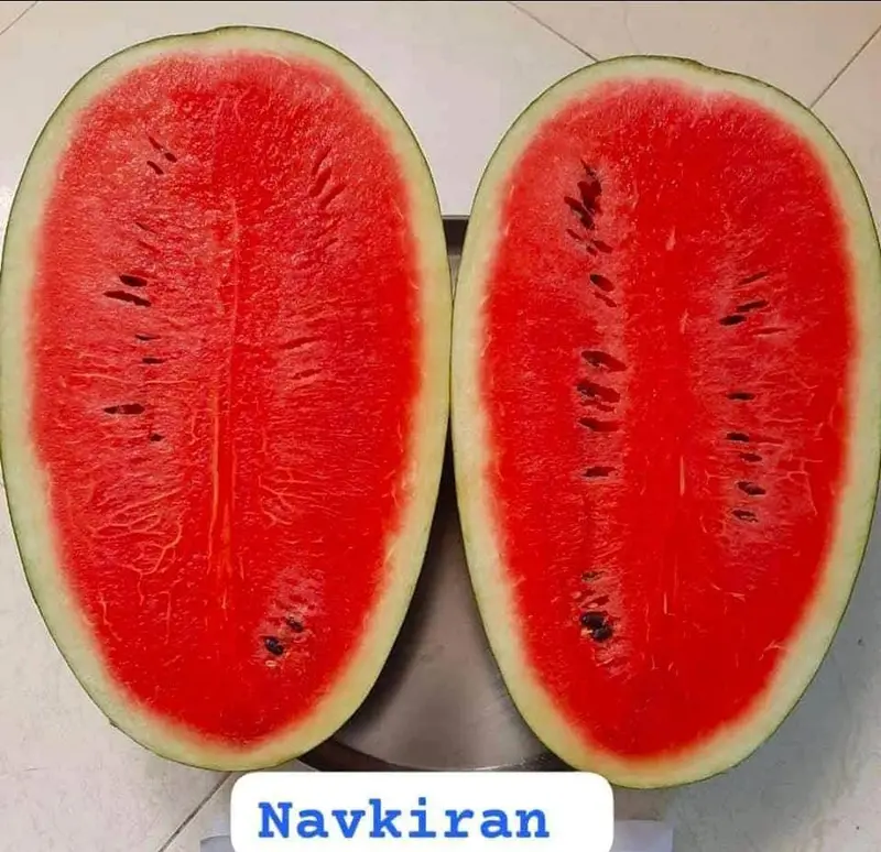 Navkiran Icebox Watermelon F1 – Compact, Red-Fleshed Hybrid (Known You Seeds) 1