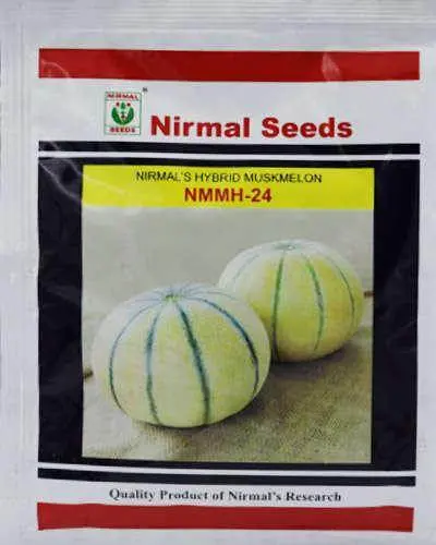 Nmmh-24 F1 Muskmelon Seeds – Nirmal’S High-Sugar, Field-Adapted Cantaloupe 1