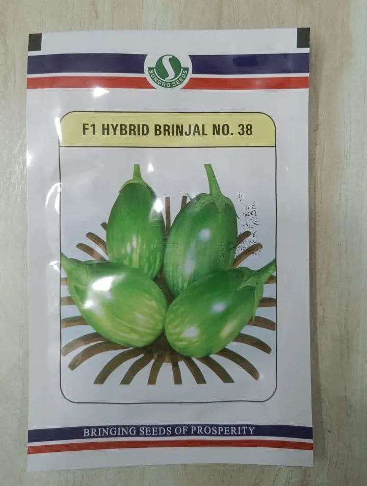No. 38 F1 Brinjal Seeds – Vigorous Eggplant Hybrid By Sungro 1