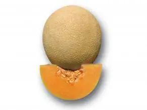 Ns-915 Muskmelon Seeds – Namdhari Polyhouse-Optimized F1 Hybrid 1