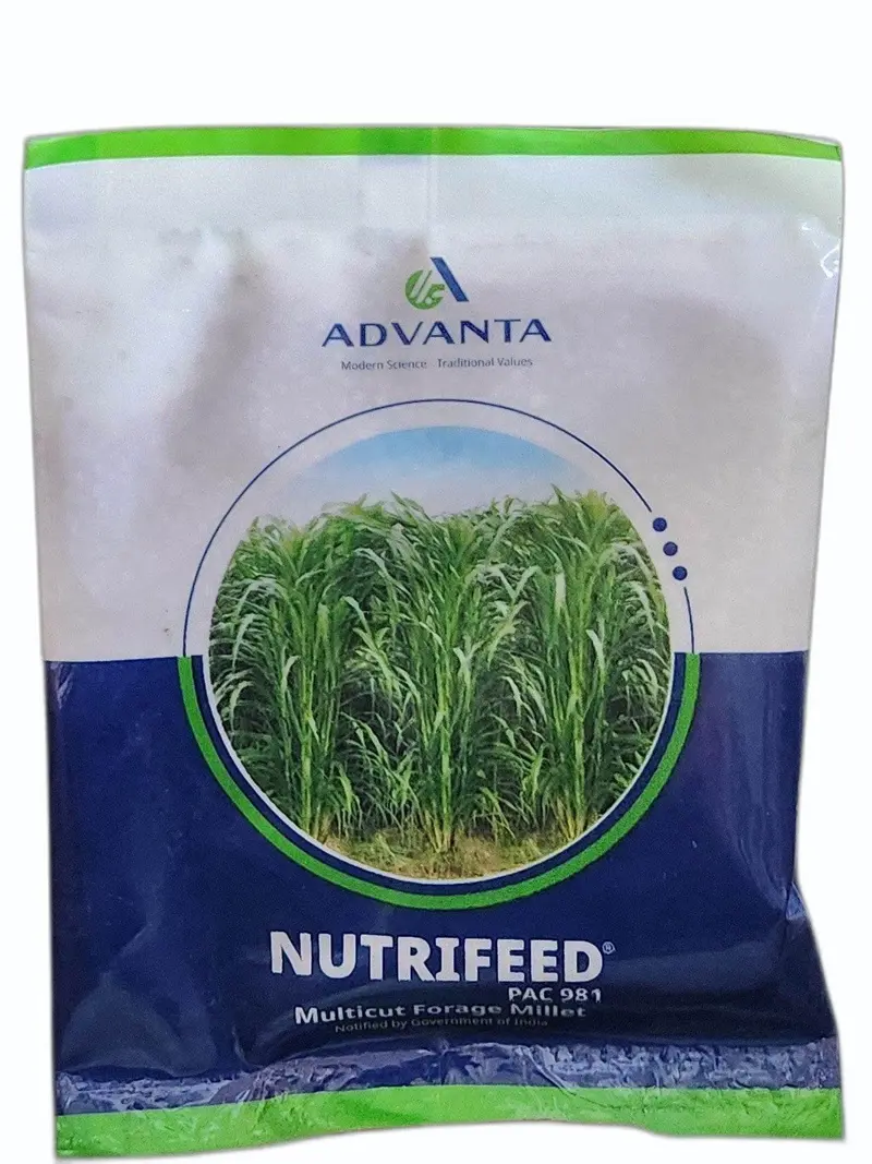 Nutrifeed Dual-Purpose Green & Hay Fodder Seeds – Advanta 1