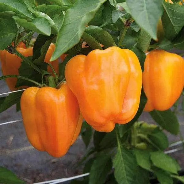 Orange Capsicum F1 Hybrid Seeds – Garden Festival Brand 1