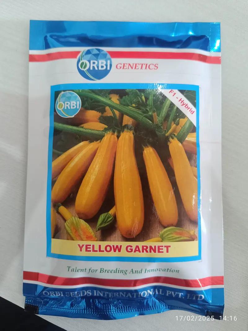 Orbi International Yellow Garnet F1 Zucchini – Golden-Fleshed Summer Squash 1