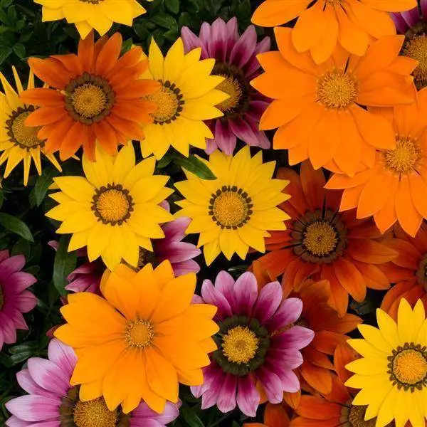 Panamerican New Day® F1 Hybrid Gazania Mixture 1