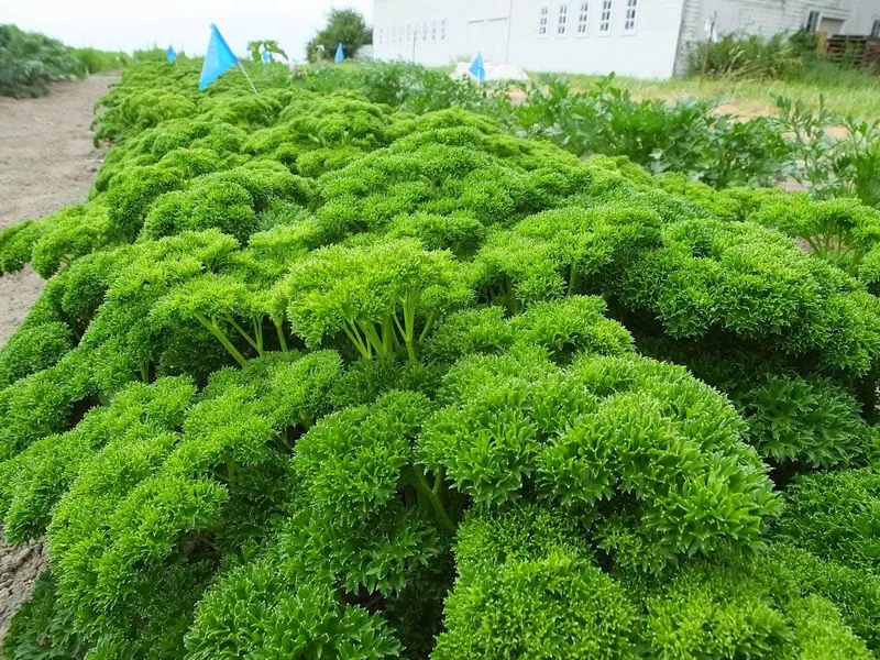 Parsley F1 Hybrid Herb Seeds 1