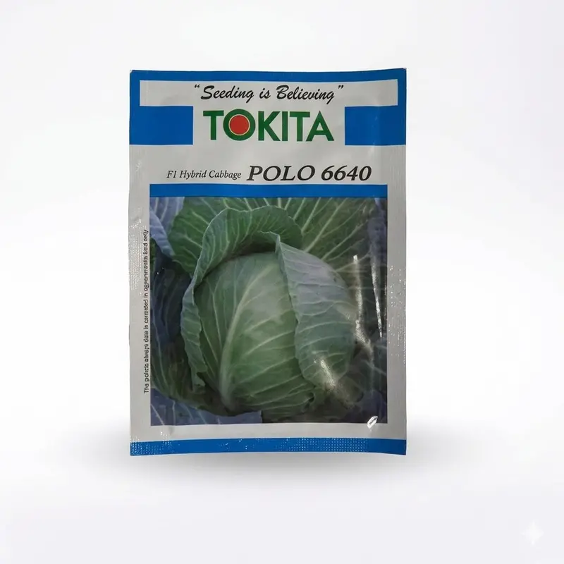 Polo 6640 F1 Cabbage Seeds – Compact Head, Uniform Maturity By Tokita Seeds 1