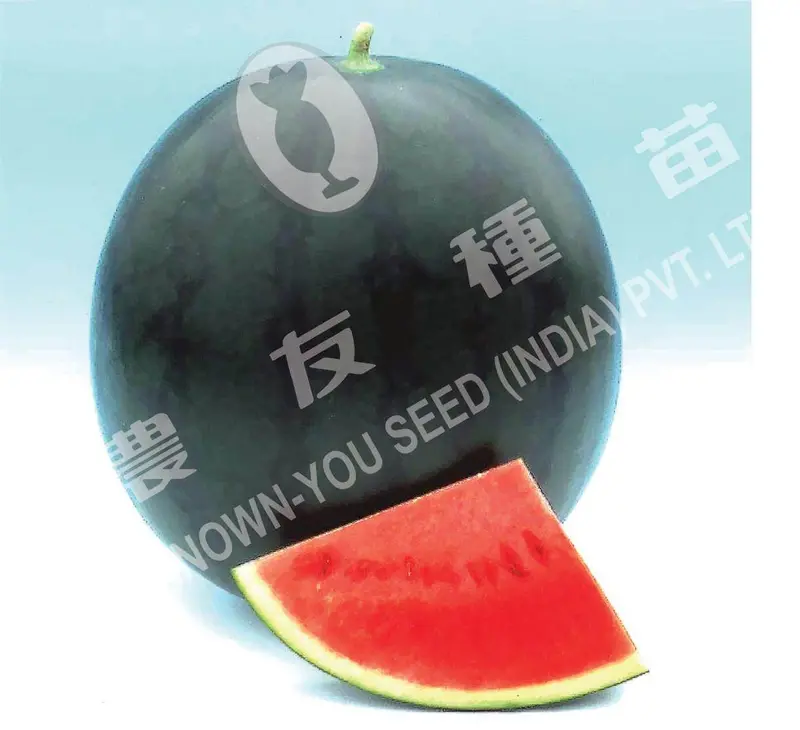 Poonam Hybrid Watermelon Seeds – Uniform Fruit Size, Known You 1