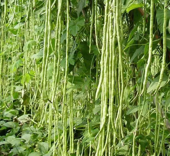 Premium Cowpea (Yardlong Bean) Seeds – Desi Long-Bean Variety 1