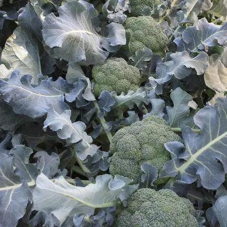 Premium F1 Broccoli Seeds – High-Yield Vegetable Variety (Garden Festival) 1