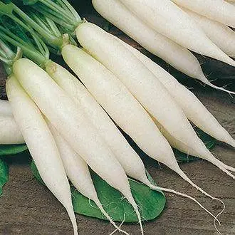 Premium Long White Radish Seeds – Imported Royal Variety For Crisp, Mild Roots 1