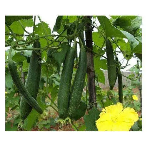 Premium Sponge Gourd Hybrid Seeds – High-Yield, Improved Variety 1