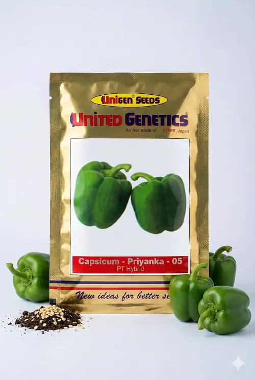 Priyanka-05 F1 Capsicum Seeds – High-Yield Hybrid (United Genetics) 1