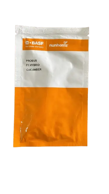 Probus F1 Cucumber Seeds – Polyhouse-Optimized Hybrid By Nunhems 1