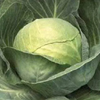 Puma Cabbage Seeds – Sakata Brand 1