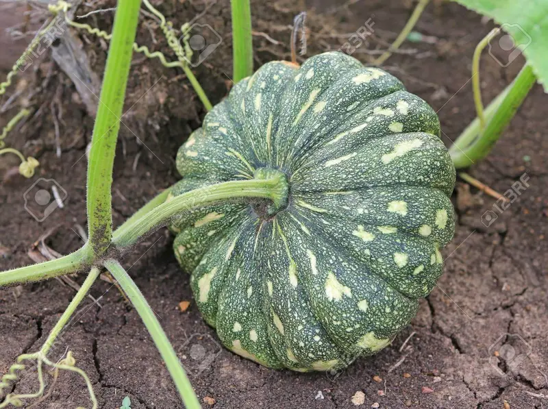 Pumpkin Hybrid Seeds – Disease-Resistant, High-Yield Type (Garden Festival) 1