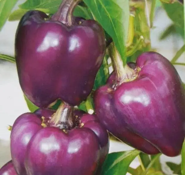Purple Capsicum F1 Hybrid Seeds – Garden Festival Brand 1