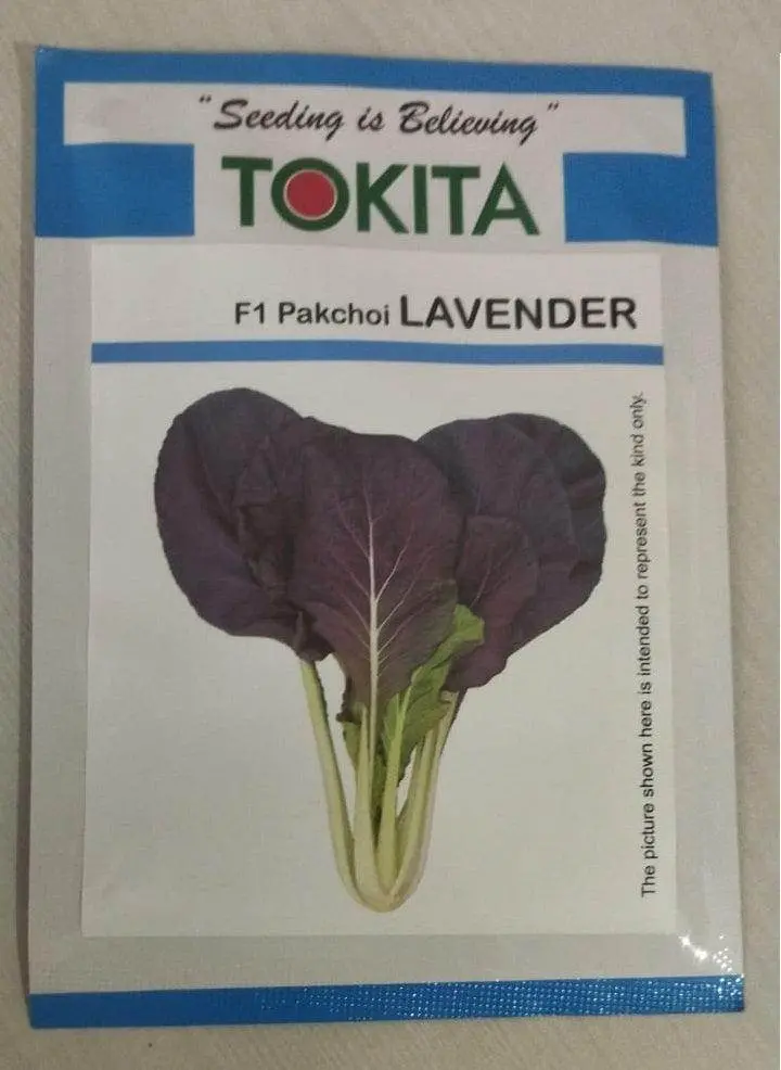 Purple Pakchoi 'Lavender F1' – Hybrid Asian Greens (Tokita Seeds) 1