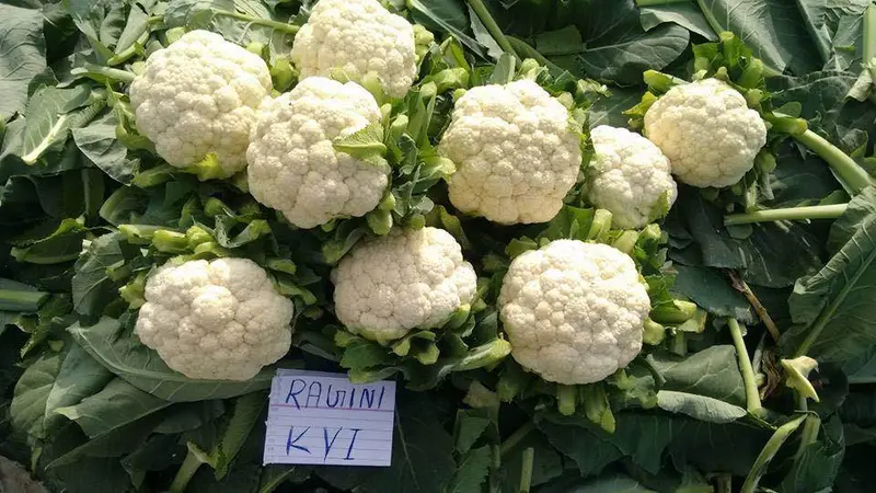 Ragini Hybrid Cauliflower Seeds – Know You Seeds 1