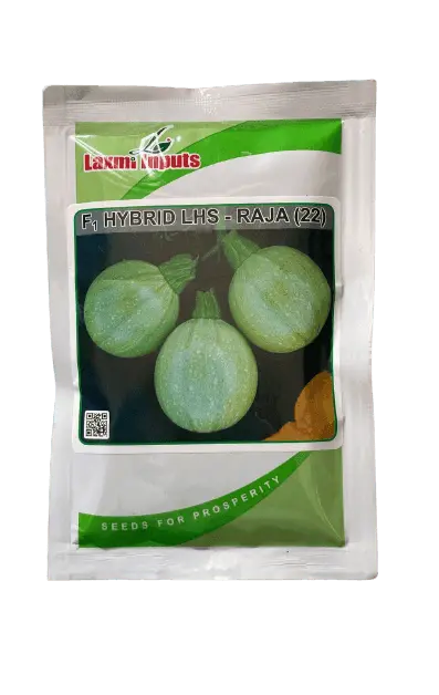 Raja 22 F1 Summer Squash – Laxmi Inputs Heat-Tolerant Variety 1