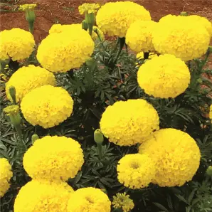 Rambha Marigold Seeds – Fito Brand 1