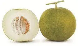 Ramya Hybrid Muskmelon Seeds – Uniform Netting, Known You 1