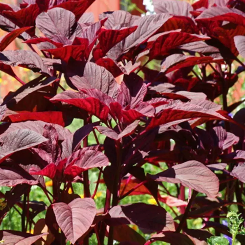 Red Amaranthus (Lal Cholai) Microgreen & Leafy Vegetable Seeds 1