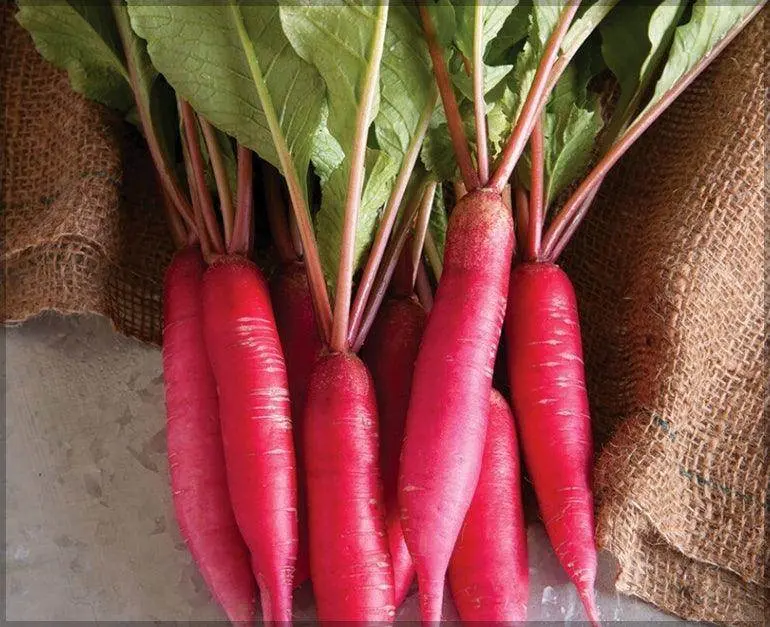Red Long Radish Seeds – Crisp, Mild-Flavored Improved Variety 1