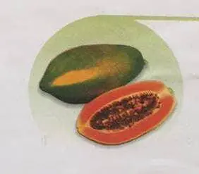 Red Royale F1 Hybrid Papaya Seeds By East West Seeds 1