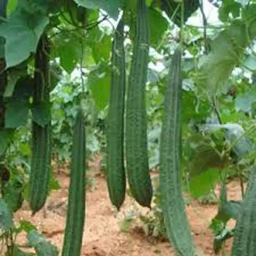 Ridge Gourd Hybrid Seeds – Premium Yielding Variety (Garden Festival) 1