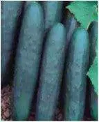 Rohini Cucumber Seeds – Seminis Brand 1
