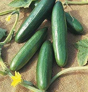 Ruchi Cucumber Hybrid Variety – Known You Seeds 1