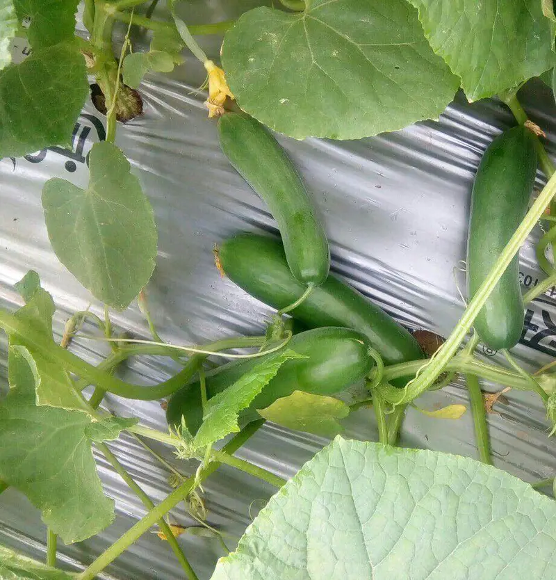 Safari Cucumber Seeds – Pahuja Seeds 1