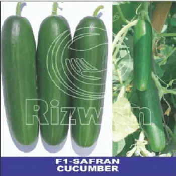 Safran Plus F1 Seedless Cucumber Seeds – Rizwan Seeds 1