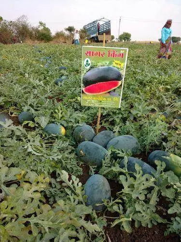 Sagar King Watermelon Seeds – Reliable Yield & Strong Shelf Life By Sagar 1