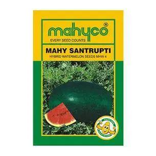 Santrupti Watermelon Seeds – F1 Hybrid – Mahyco 1