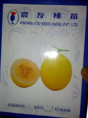 Sanvi Muskmelon Seeds (Known You) 1