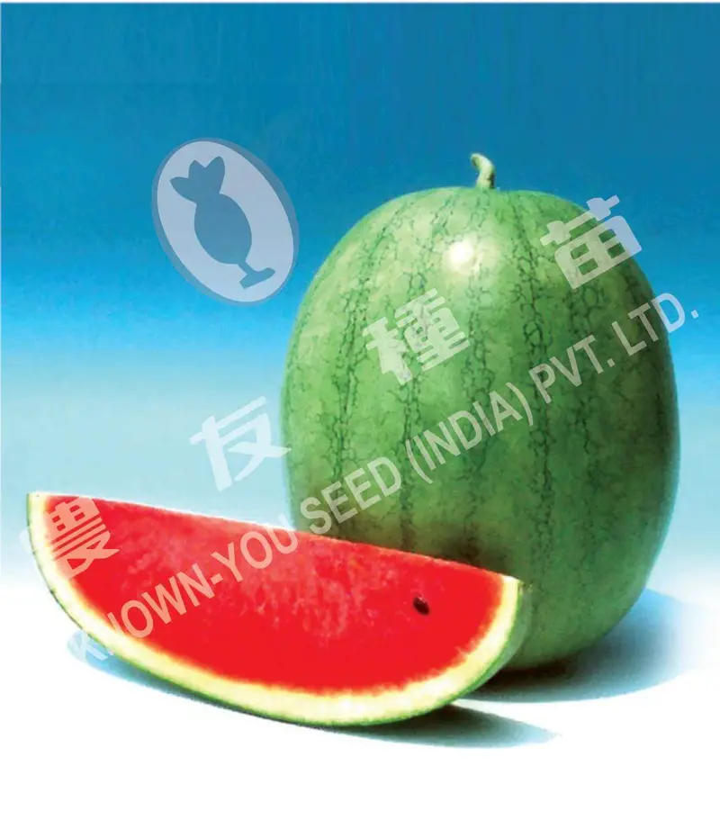 Saraswati Hybrid Icebox Watermelon Seeds – Juicy Red Flesh, Known You 1