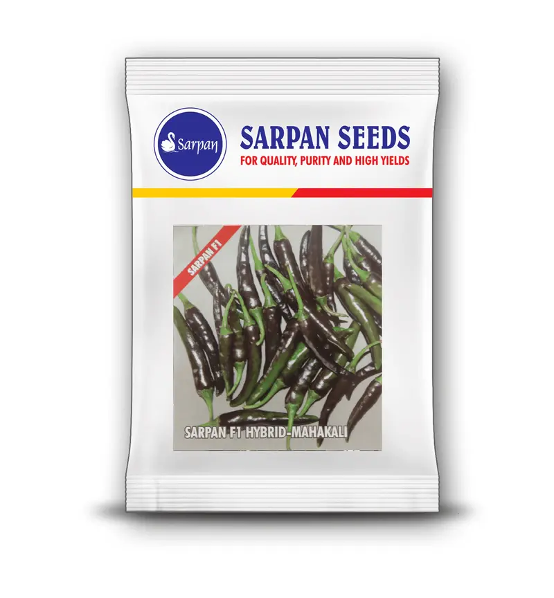 Sarpan Mahakali F1 Purple-Black Chili Seeds 1