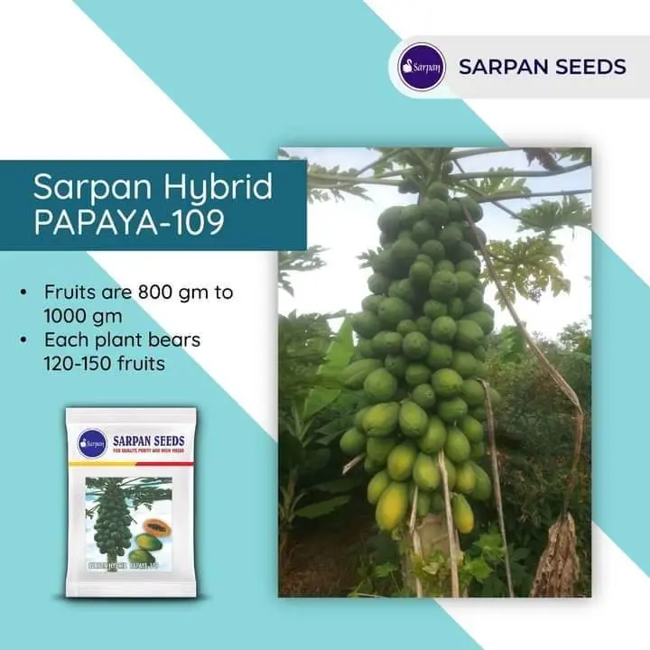 Sarpan Solo-109 F1 Papaya Hybrid Seeds 1