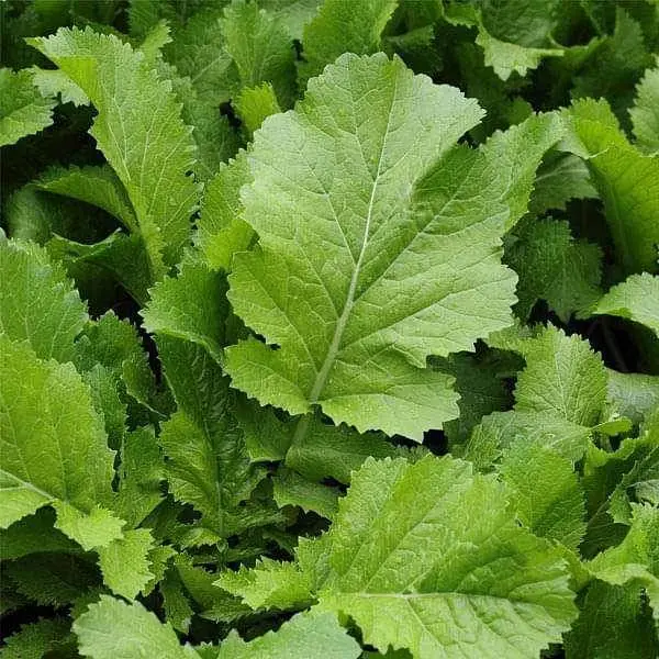 Sarso Saag Seeds – Mustard Greens With Broad Leaves For Leafy Greens Production 1
