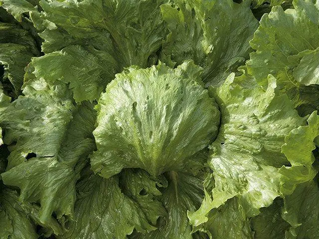 Saula Iceberg Lettuce – Crisp, Dense-Headed Hybrid For Commercial Growers (Enza Zaden) 1