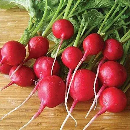 Scarlet Round Red Radish Seeds – Certified Imported Variety For Fast Germination & Uniform Roots 1
