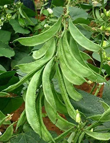 Sem Phali (Lima Bean) Seeds – Bush-Type, High-Yield Legume 1