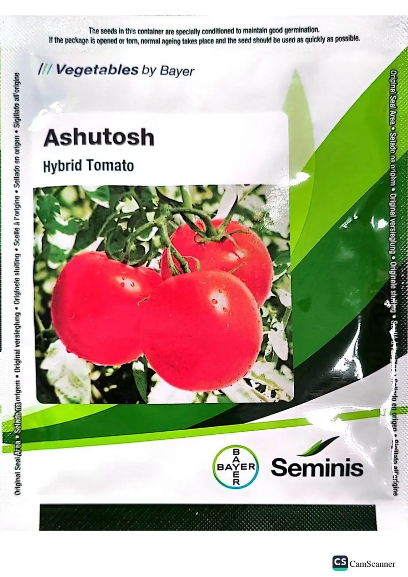 Seminis Ashutosh F1 Tomato – Heat-Adapted Summer Cultivar 1